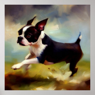 Poster Boston Terrier Dog