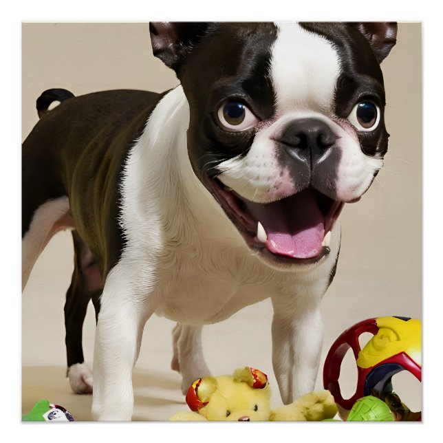Póster Boston Terrier Dog Brincando com Brinquedos (Frente)