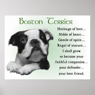Poster Boston Terrier Gifts