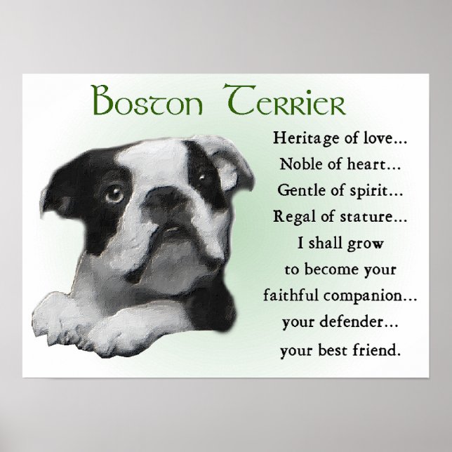 Poster Boston Terrier Gifts (Frente)