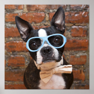 Póster Boston Terrier que veste óculos de sol e um laço