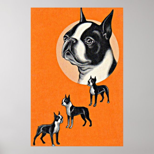 Poster Boston terriers (Frente)