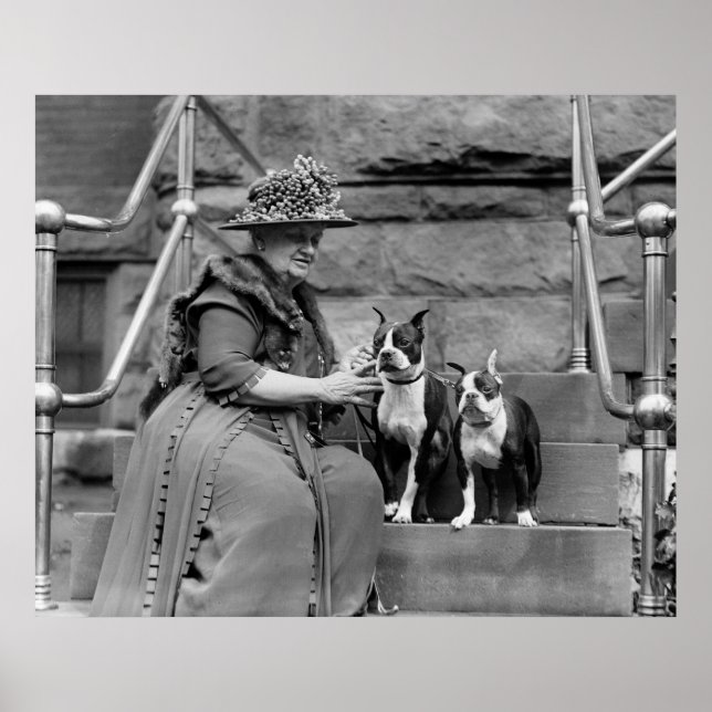 Póster Boston Terriers, 1920 (Frente)