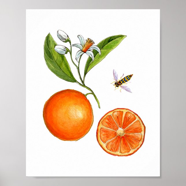 Poster botânica de fruta de laranja aquoso (Frente)