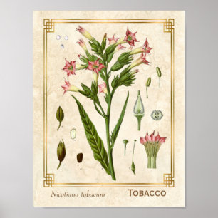 Poster Botânica De Plantas Medicinais Vintage