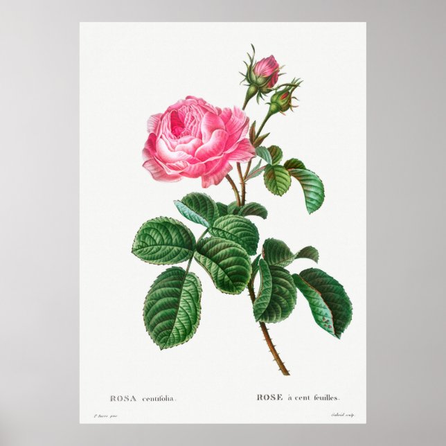Poster Botânica de Rosa (Frente)