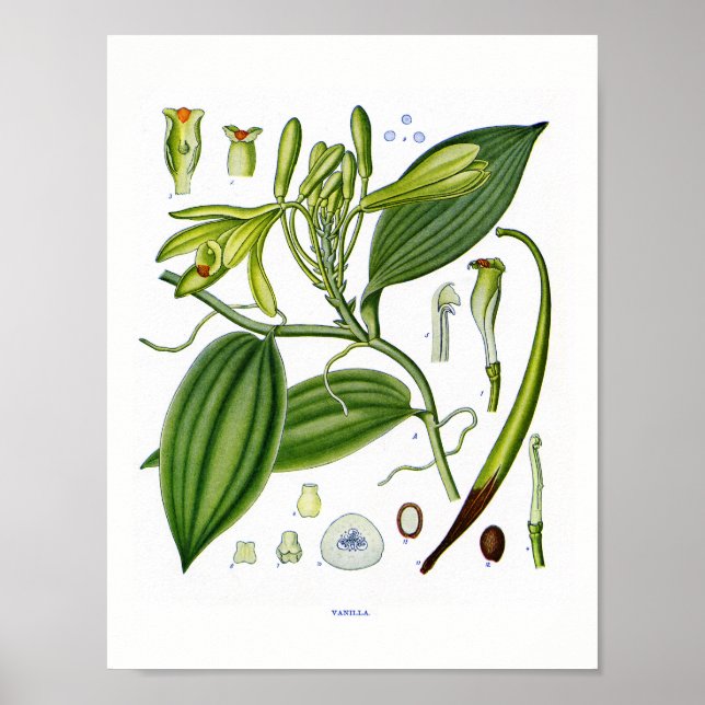 Poster Botânica Em:Plantas De Baunilha (Frente)