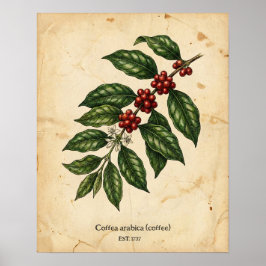 Poster Botânica Personalizada de Café Antigo