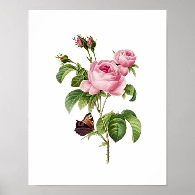 Póster Botânica Rosa Centifolia Redoute (Frente)