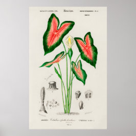 Poster Botanical Caladium Illustration