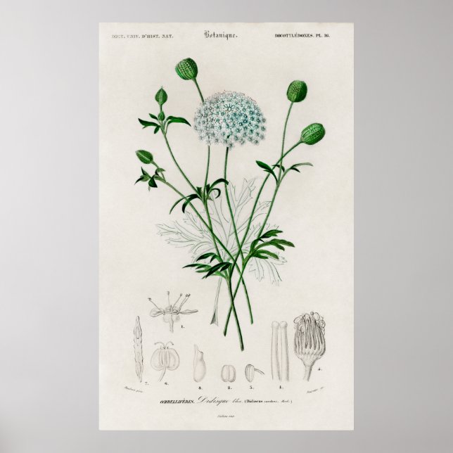 Poster Botanical Garden Blue Wildflower Illustration (Frente)