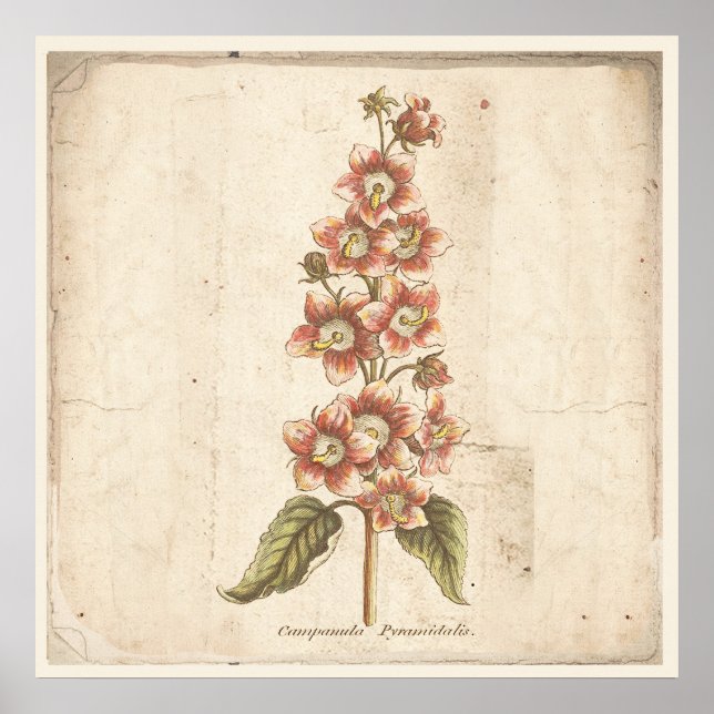 Poster Botânico Antiquado Campanula, Bellflower (Frente)