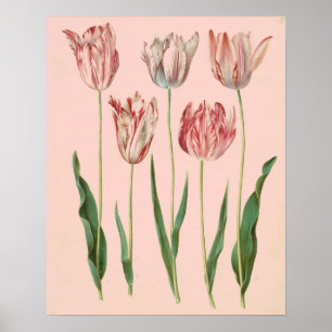 Poster botânico da tulipa do vintage, rosa pálid