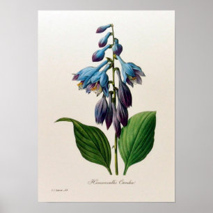 Poster botânico do vintage