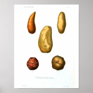 Poster botânico do vintage - batata