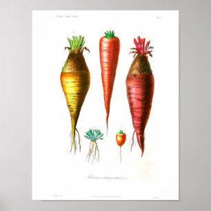 Poster botânico do vintage - cenouras