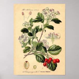 Póster Botânico - monogyna do oxyacantha do crataegus do