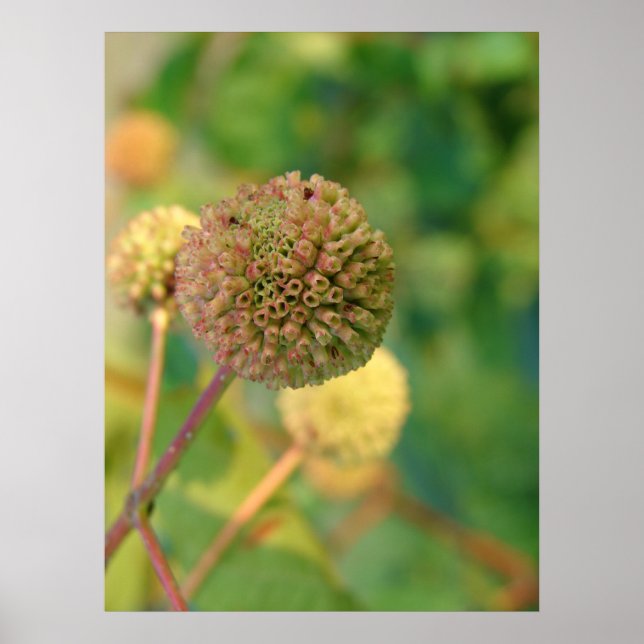 Póster Botão Bush nº 2 (Frente)