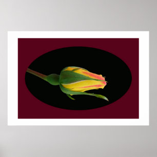 Póster Botão cor-de-rosa