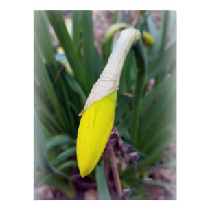 Póster botão crocus amarelo