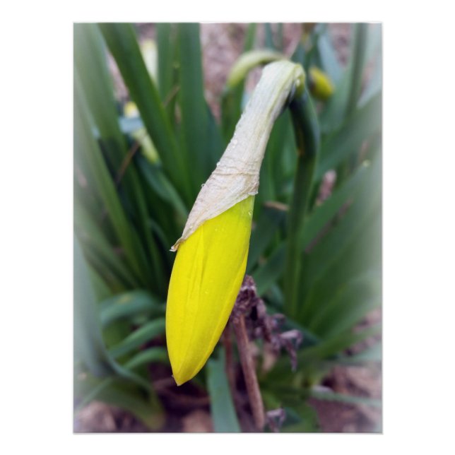 Póster botão crocus amarelo (Frente)