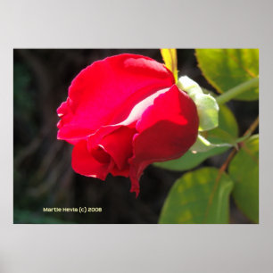 Póster Botão da rosa vermelha