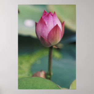 Póster Botão de flor de lótus, Hangzhou, Província de Zhe
