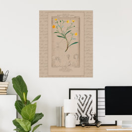 Poster Botão de Ilustração Botânica Francesa 24X30
