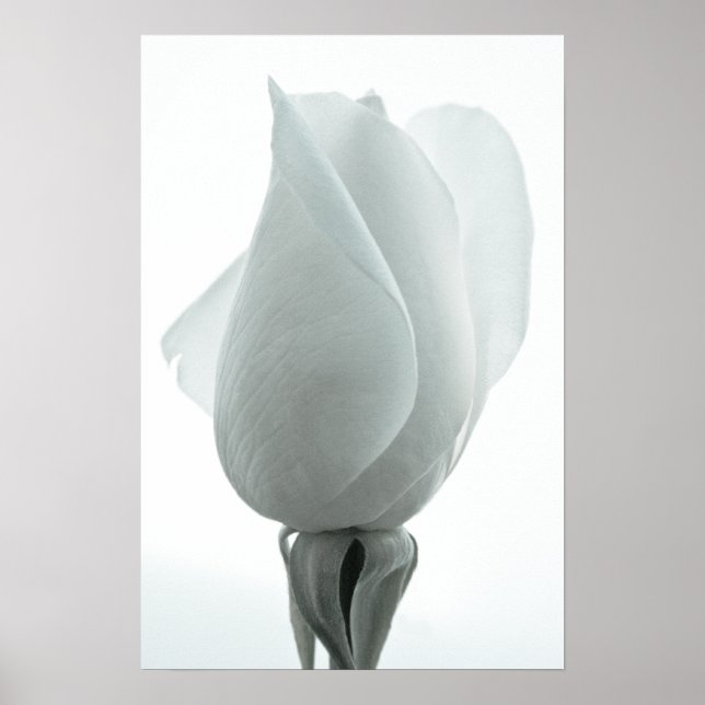 Póster Botão de rosa branca ... cartaz (Frente)