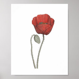 Poster Botão do Flor Vermelho