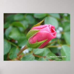 Póster Botão do rosa do rosa