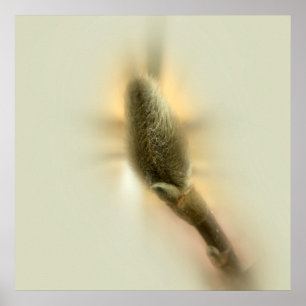 Póster botão magnólia