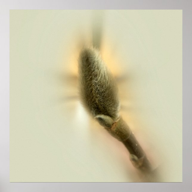 Póster botão magnólia (Frente)