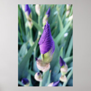 Poster botão roxo da íris