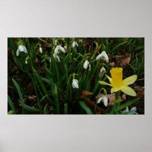Póster Botas de neve e Daffodil Primavera Floral