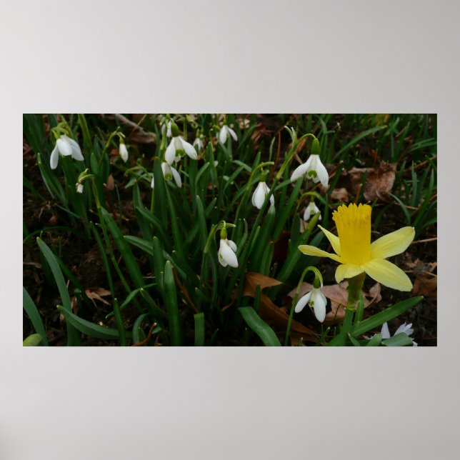 Póster Botas de neve e Daffodil Primavera Floral (Frente)