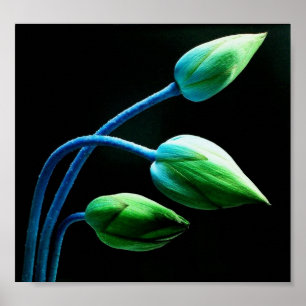 Póster Botões de Lotus