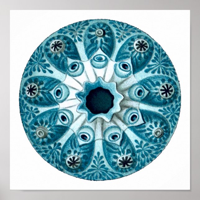 Poster Botryllus Polycyclus Ernst Haeckel Belas Artes (Frente)