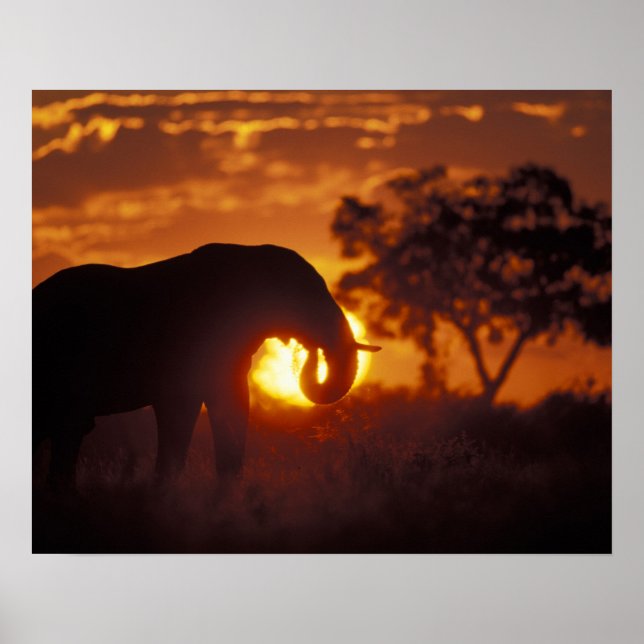 Poster Botswana, Chobe National Park, Bull Elephant (Frente)
