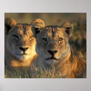 Póster Botswana, Parque Nacional Chobe, Leões