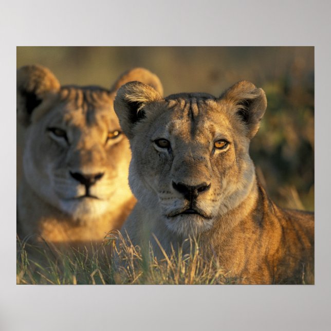 Póster Botswana, Parque Nacional Chobe, Leões (Frente)