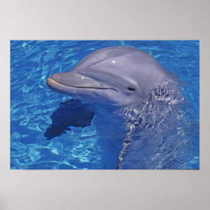 Póster Bottlenosed Dolphin, Tursiops Truncatus