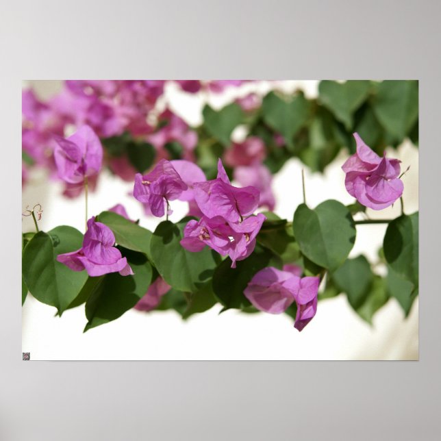 Póster Bougainvillea (Frente)