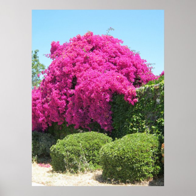 Poster Bougainvillea (Frente)