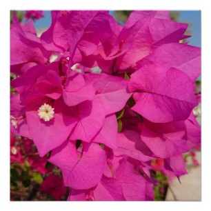 Póster Bougainvillea 20" x 20",Papel Poster,Semibrilho
