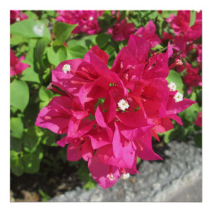 Póster Bougainvillea do vermelho rico