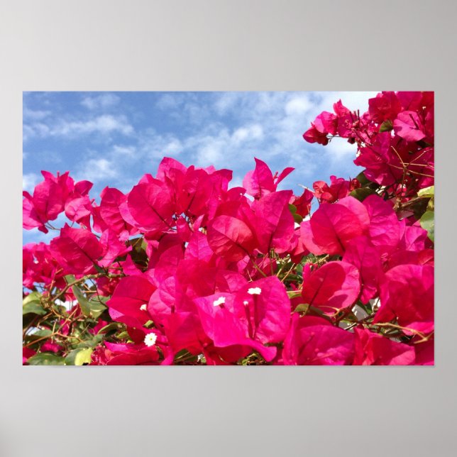 Póster Bougainvillea e Belo Céu Azul (Frente)