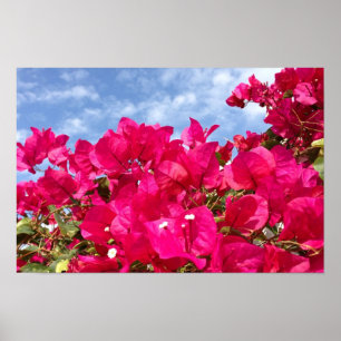 Póster Bougainvillea e céu azul bonito