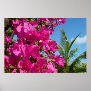 Póster Bougainvillea e Palm Tree Tropical Nature Cena
