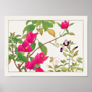 Poster Bougainvillea, flor de osso selvagem de Tanigami K